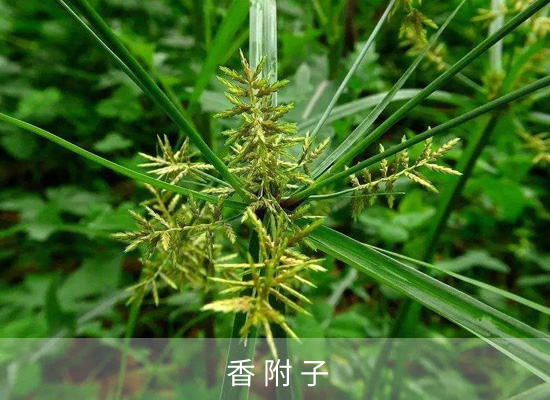 氯吡嘧磺隆 氯吡嘧磺隆