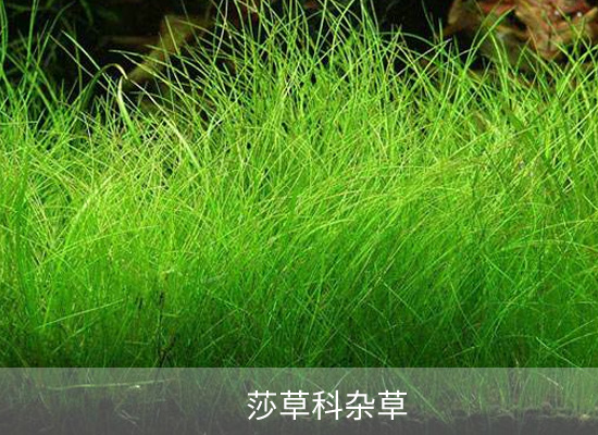 氯吡嘧磺隆 氯吡嘧磺隆