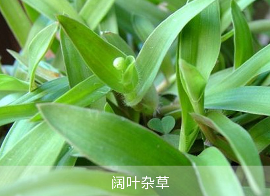 氯吡嘧磺隆 氯吡嘧磺隆