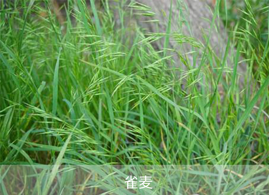 氟唑磺隆 氟唑磺隆