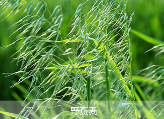 氟唑磺隆 氟唑磺隆