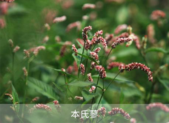 氯酯磺草胺 氯酯磺草胺
