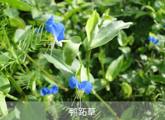氯酯磺草胺 氯酯磺草胺