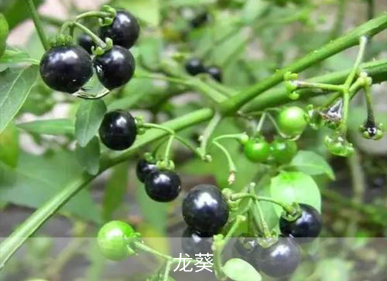 雙氯磺草胺 雙氯磺草胺