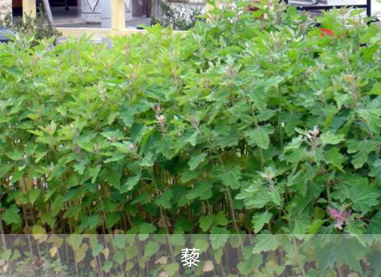 雙氯磺草胺 雙氯磺草胺