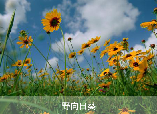 氯吡嘧磺隆 氯吡嘧磺隆