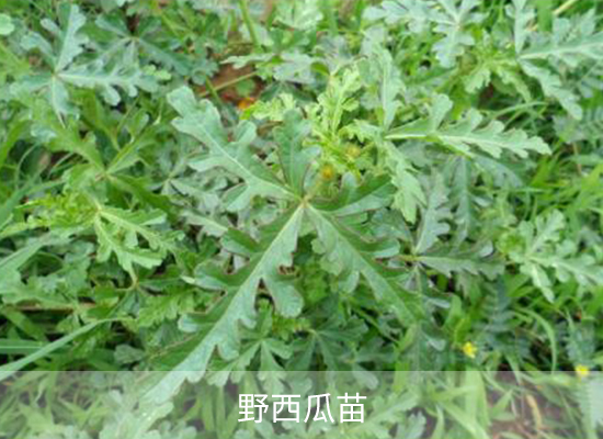 氯吡嘧磺隆 氯吡嘧磺隆