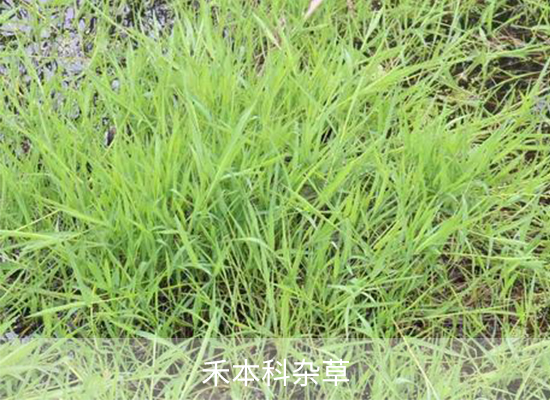氟胺磺隆 氟胺磺隆