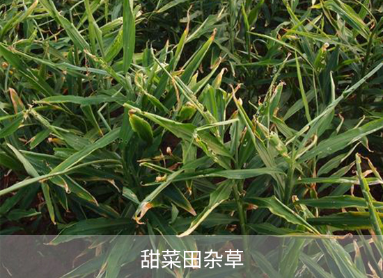 氟胺磺隆 氟胺磺隆