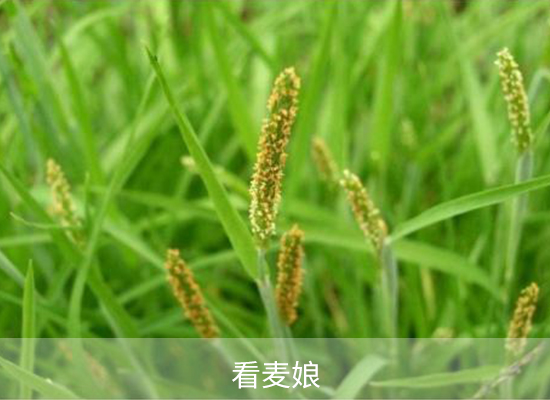 苯嗪草酮 苯嗪草酮