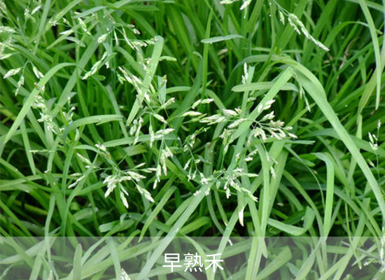 苯嗪草酮 苯嗪草酮