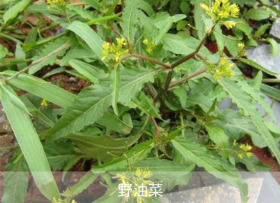雙氟磺草胺 雙氟磺草胺