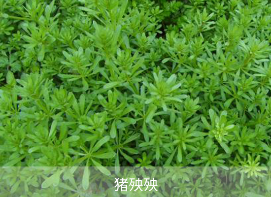 雙氟磺草胺 雙氟磺草胺