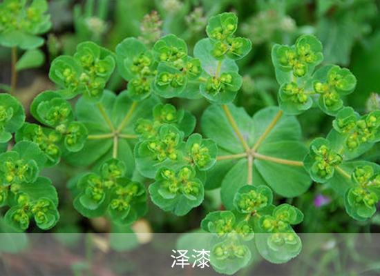 雙氟磺草胺 雙氟磺草胺