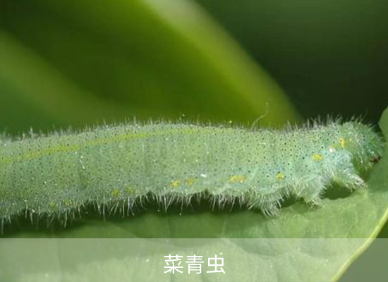 氯氟氰菊酯 氯氟氰菊酯