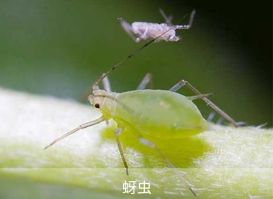 氯氟氰菊酯 氯氟氰菊酯