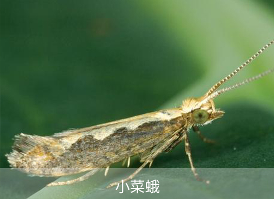 氯氟氰菊酯 氯氟氰菊酯
