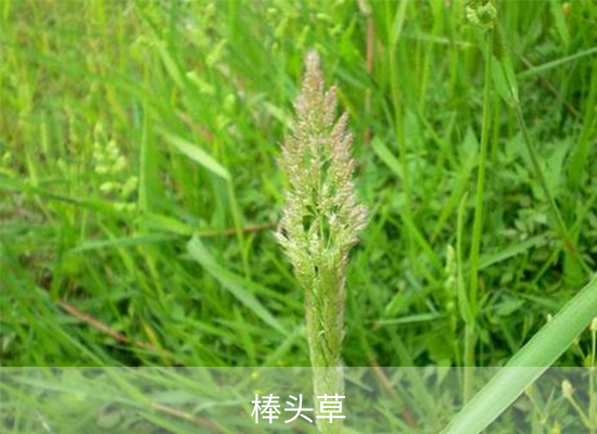 甲基二磺隆 甲基二磺隆