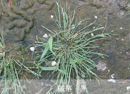 甲基二磺隆 甲基二磺隆