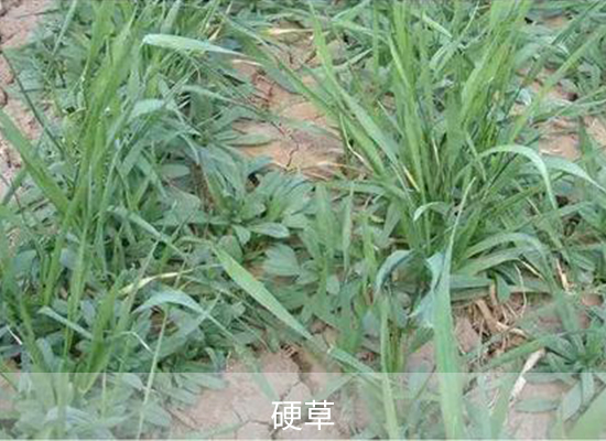 甲基二磺隆 甲基二磺隆