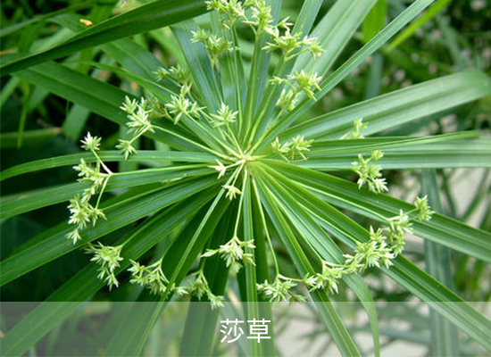 氯酯磺草胺 氯酯磺草胺
