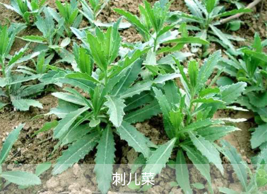 氯酯磺草胺 氯酯磺草胺
